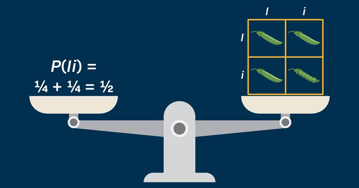 Using Probability to Predict the Outcome of a Genetic Cross