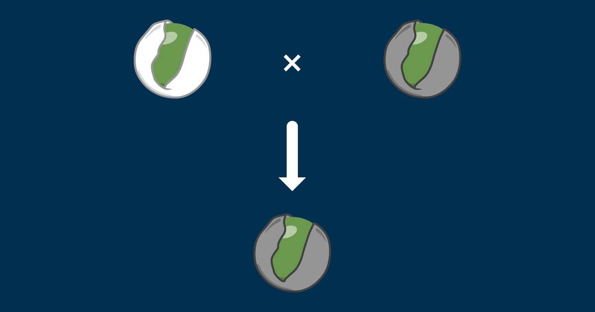 Question Set: Mendelian Inheritance