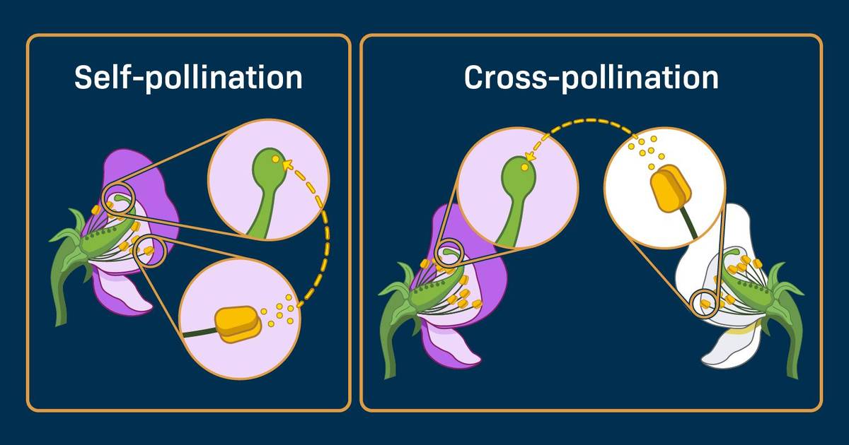 Self-Pollination and Cross-Pollination