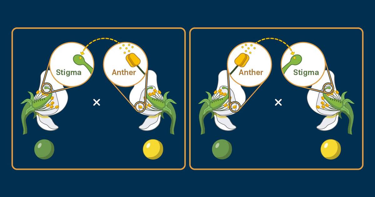 Reciprocal Crosses