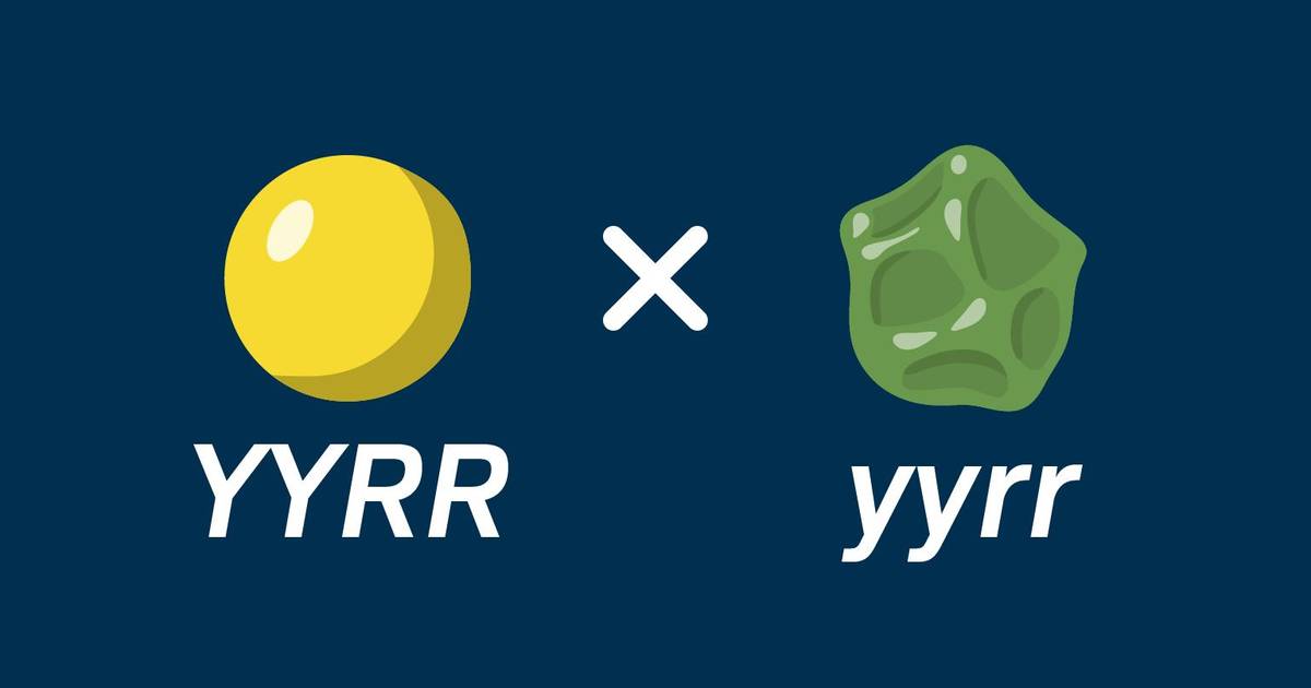 Dihybrid Crosses