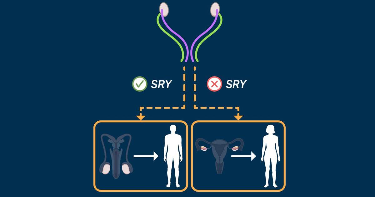 Sex Determination in Humans