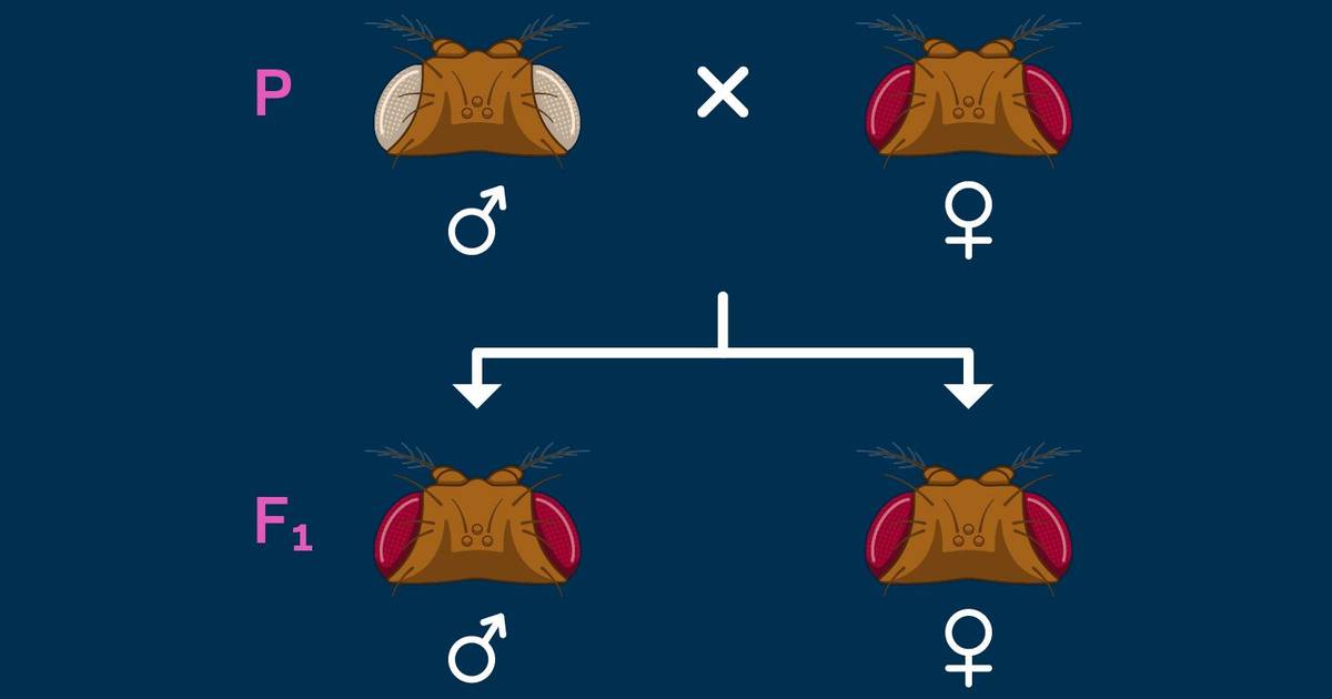 The 𝘋𝘳𝘰𝘴𝘰𝘱𝘩𝘪𝘭𝘢 Gene for Eye Color is Sex-Linked