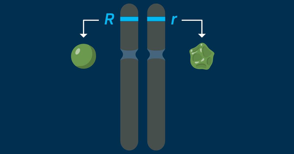 Additional Factors at a Single Locus Can Affect a Genetic Cross
