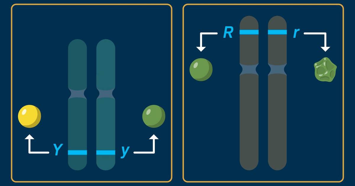Genes at Multiple Loci Can Determine a Single Phenotype