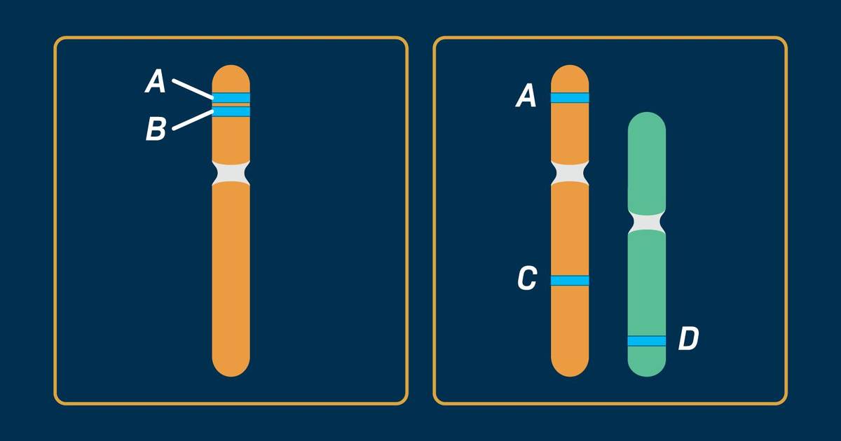 Linked Genes Do Not Assort Independently