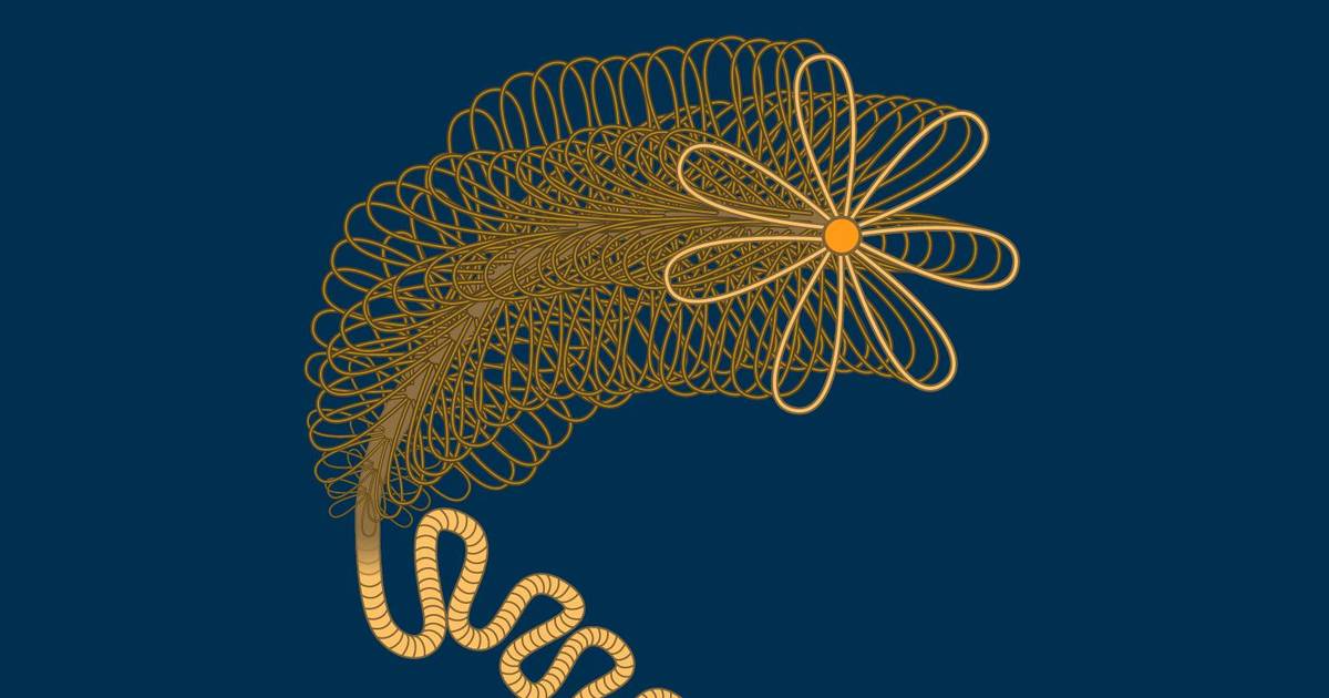 Eukaryotic Chromosomes: Chromatin Loops