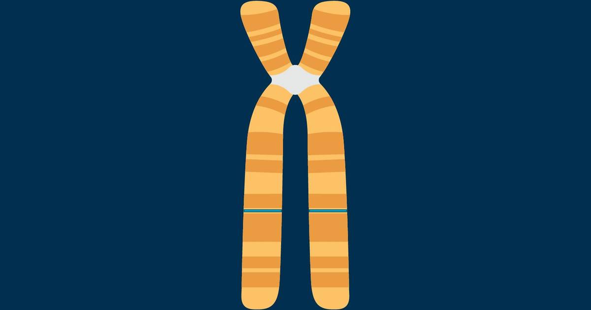 Eukaryotic Chromosomes: Mitotic Chromosomes