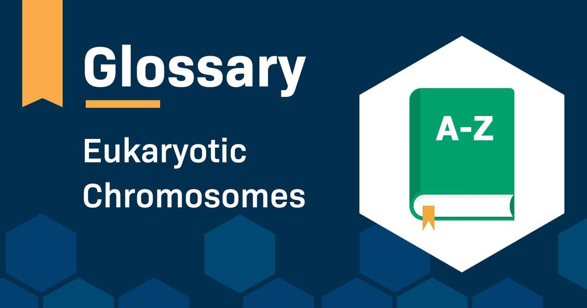 Glossary: Eukaryotic Chromosomes