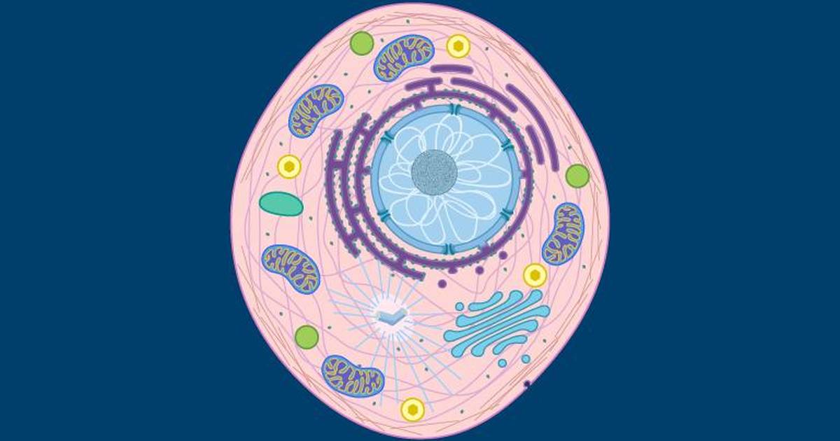 General Characteristics of a Eukaryotic Cell