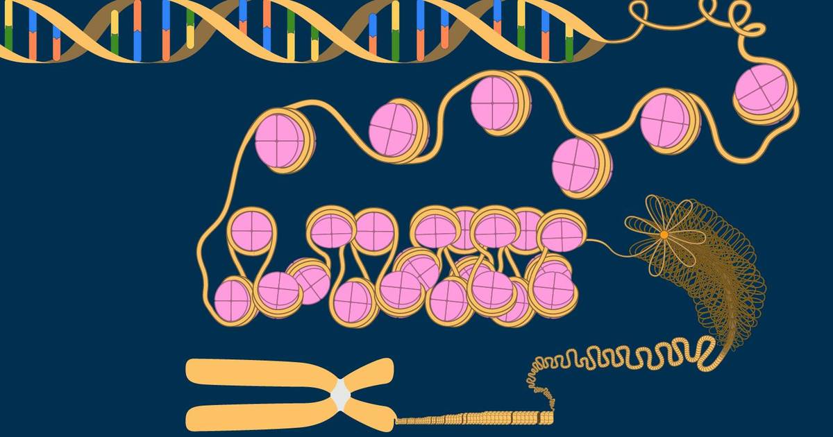 Eukaryotic Chromosome Compaction