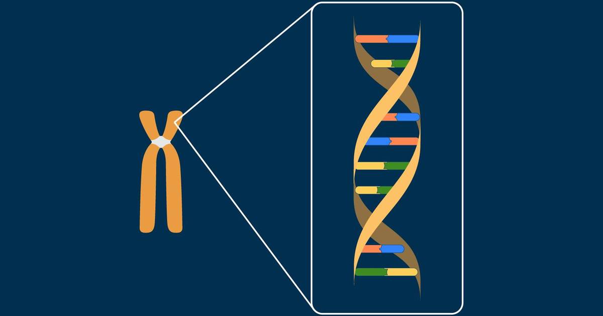 Eukaryotic Chromosomes: The DNA Double Helix