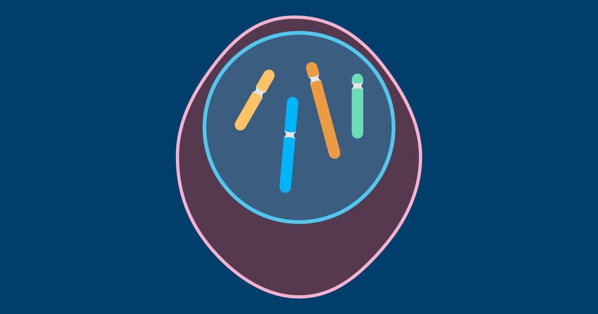 Question Set: What Is Ploidy?