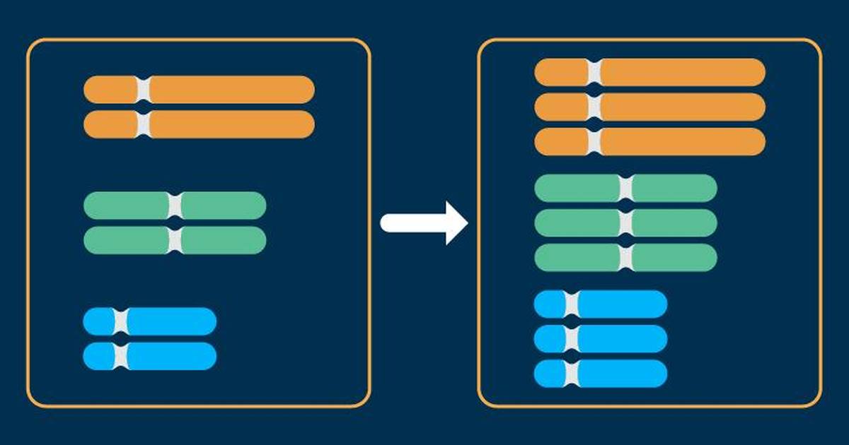 Chromosomal Mutations: Polyploidy