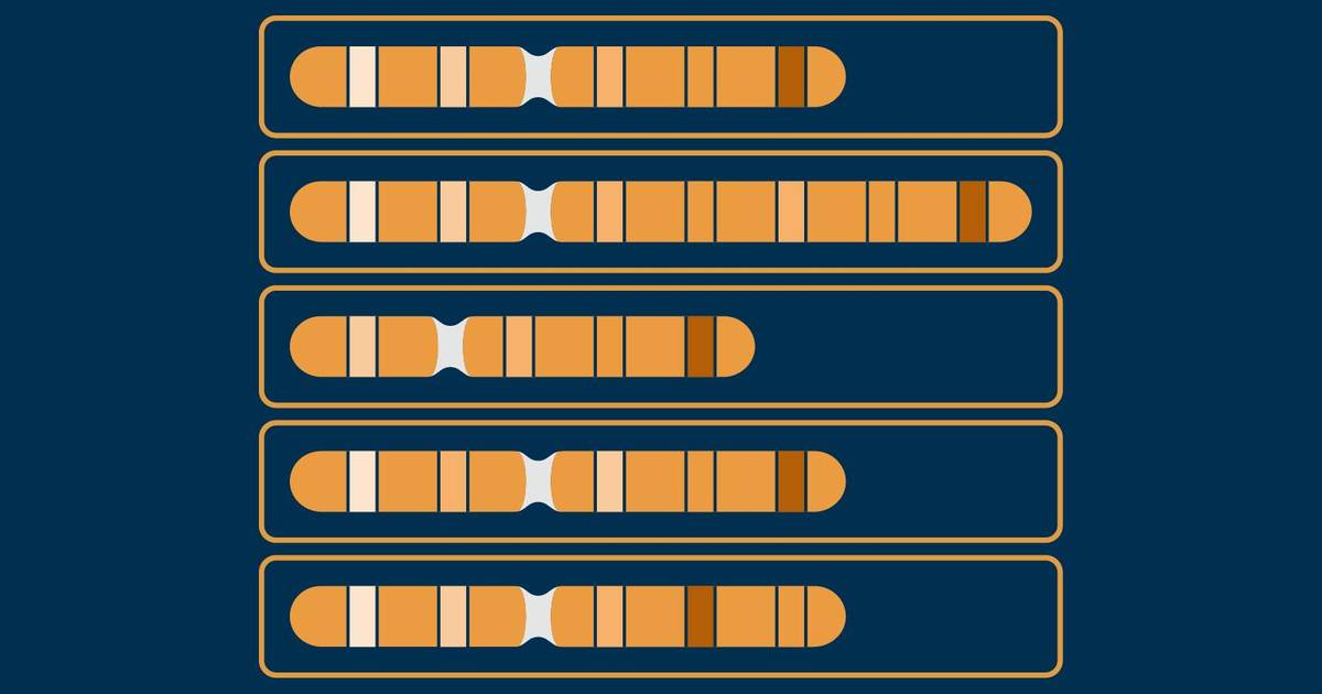 Question Set: Chromosomal Mutations