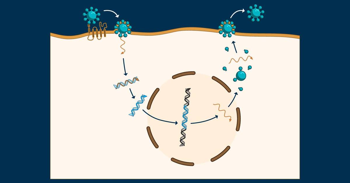 Question Set: Classes of Virus