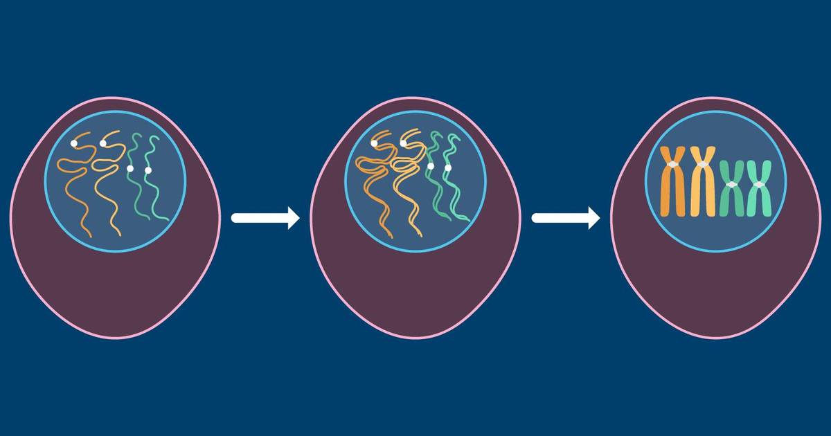 DNA Replication and Chromosome Condensation During the Eukaryotic Cell Cycle