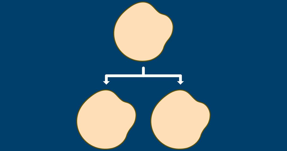Cell Division: An Overview