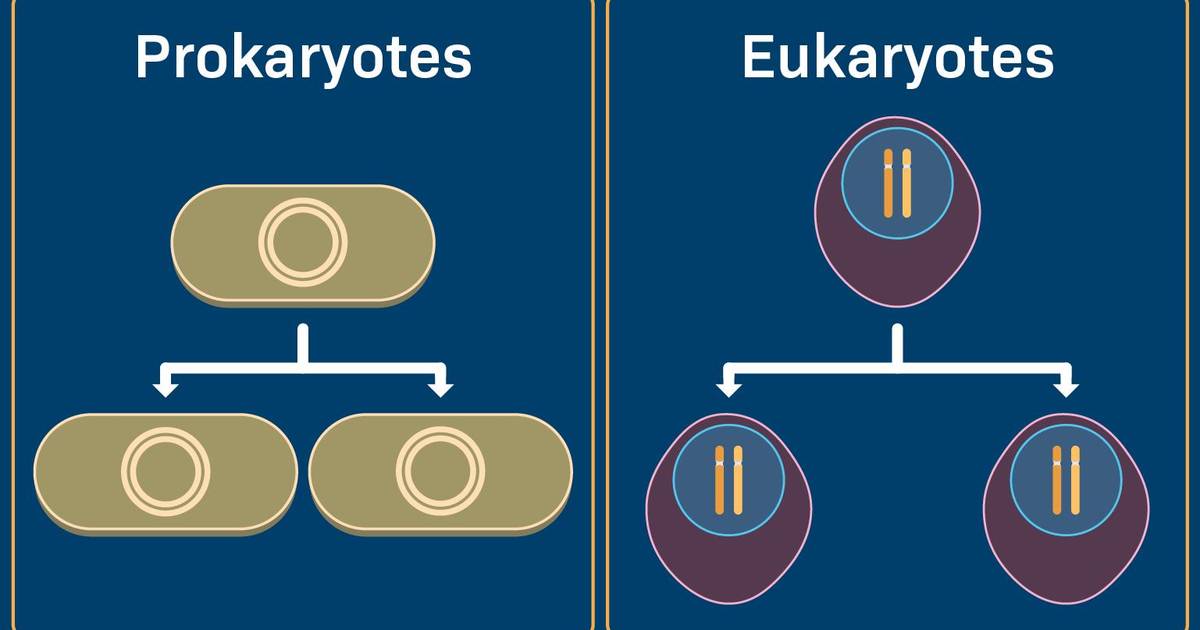 Cell Division in Prokaryotes vs Eukaryotes