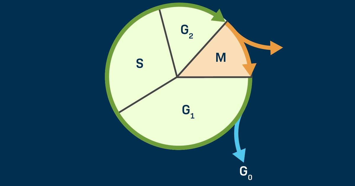 The Eukaryotic Cell Cycle
