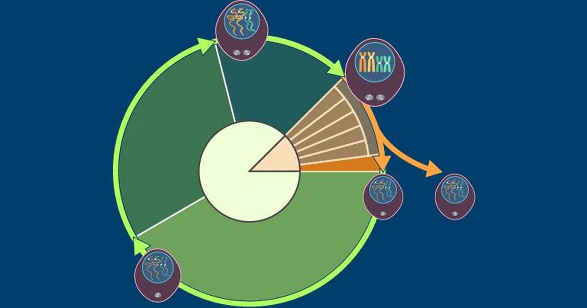 The Eukaryotic Cell Cycle: A Summary