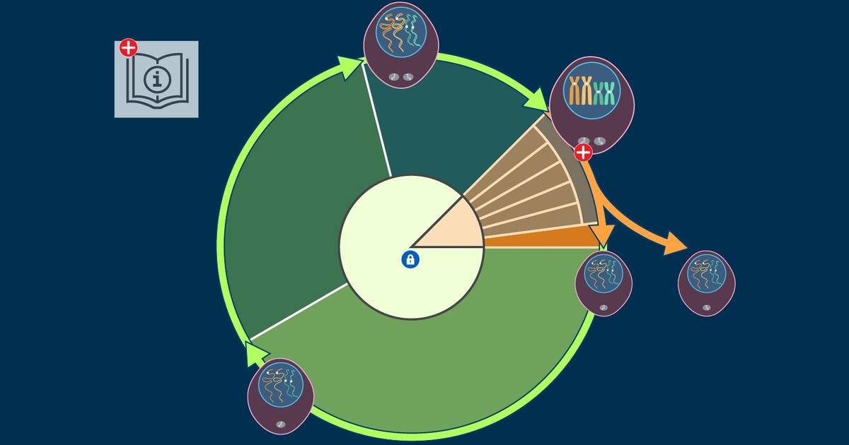 The Eukaryotic Cell Cycle: An Interactive Summary