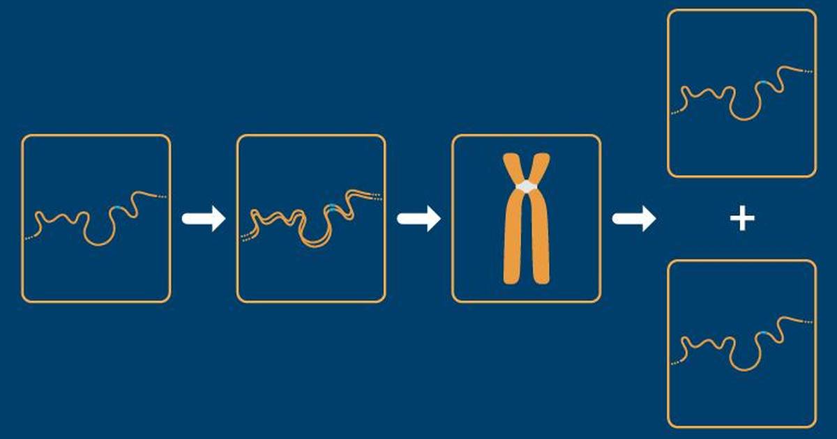 Chromosomal Changes During the Eukaryotic Cell Cycle