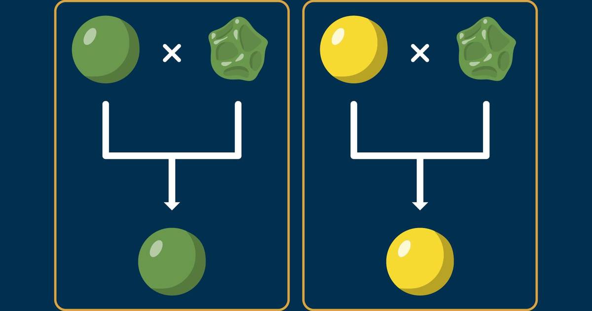 Mendelian Inheritance