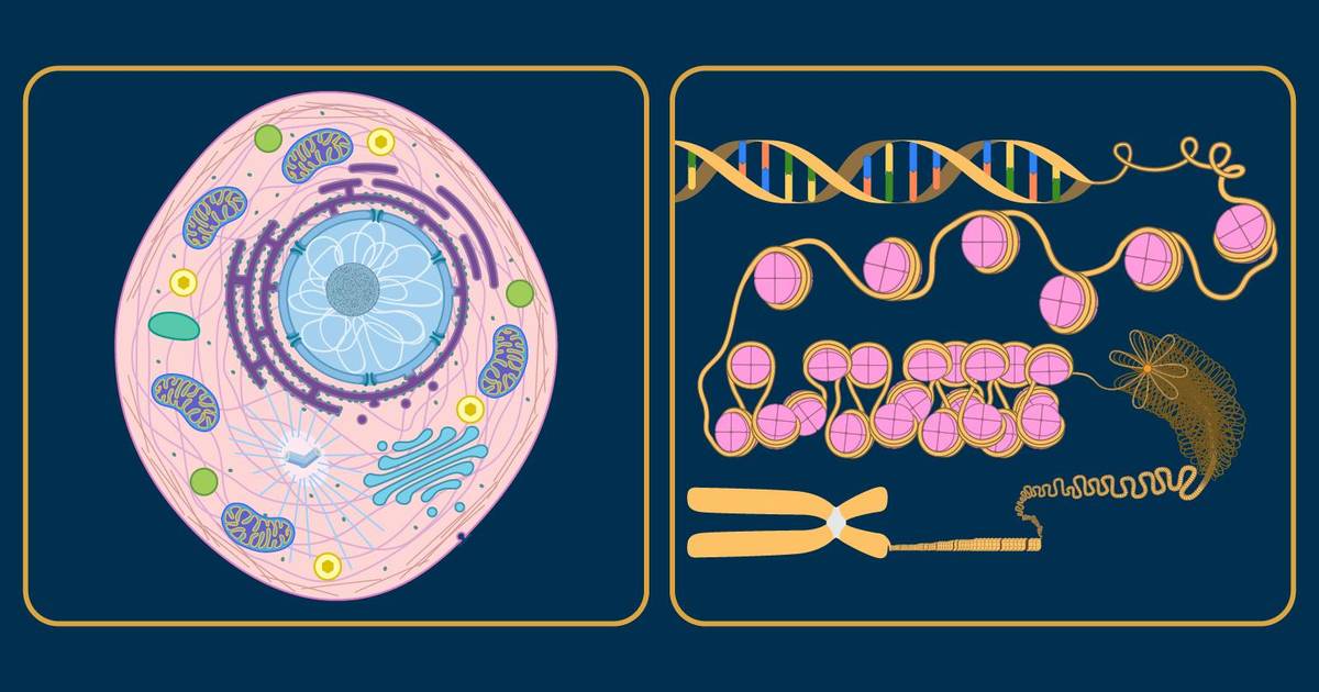 Eukaryotic Chromosomes