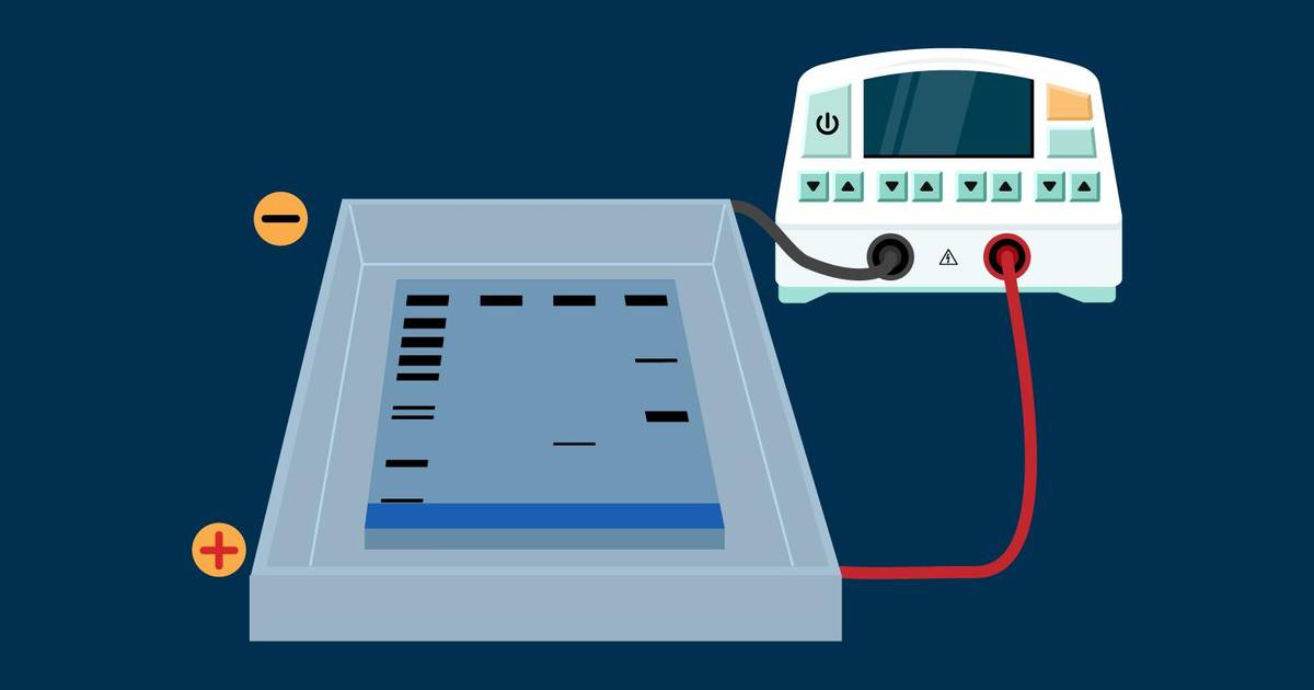 Basic Lab Skills - Separating Biological Molecules