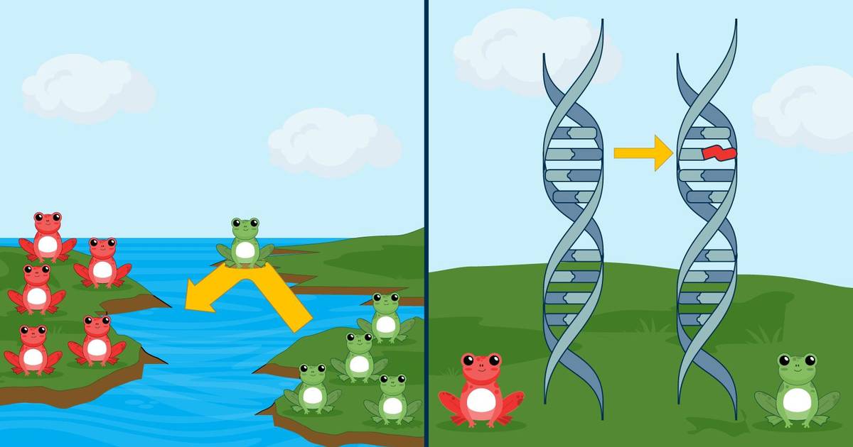 Evolution Mechanisms: Gene Flow and Mutations