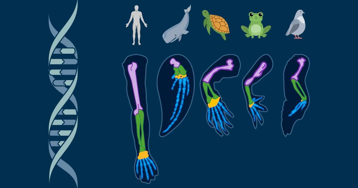 Evidence for Evolution: Comparative Anatomy and Molecular Biology