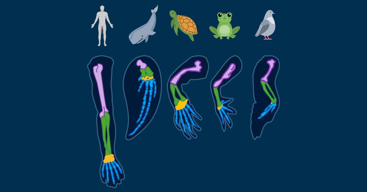 Comparative Anatomy as Evidence for Evolution