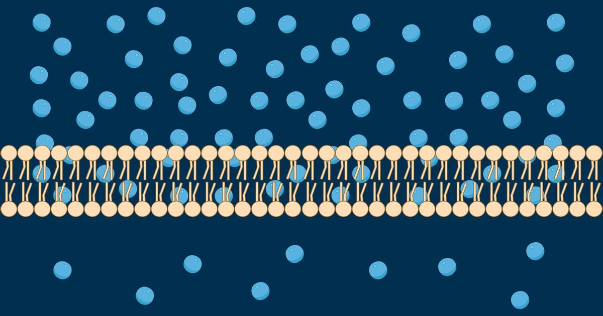 An Introduction to Cell Membrane Permeability