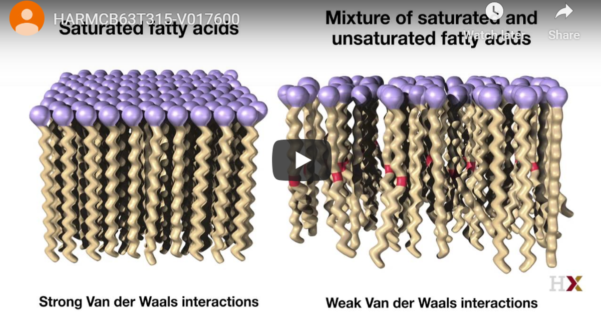 Lipids Structure and Membrane Assembly