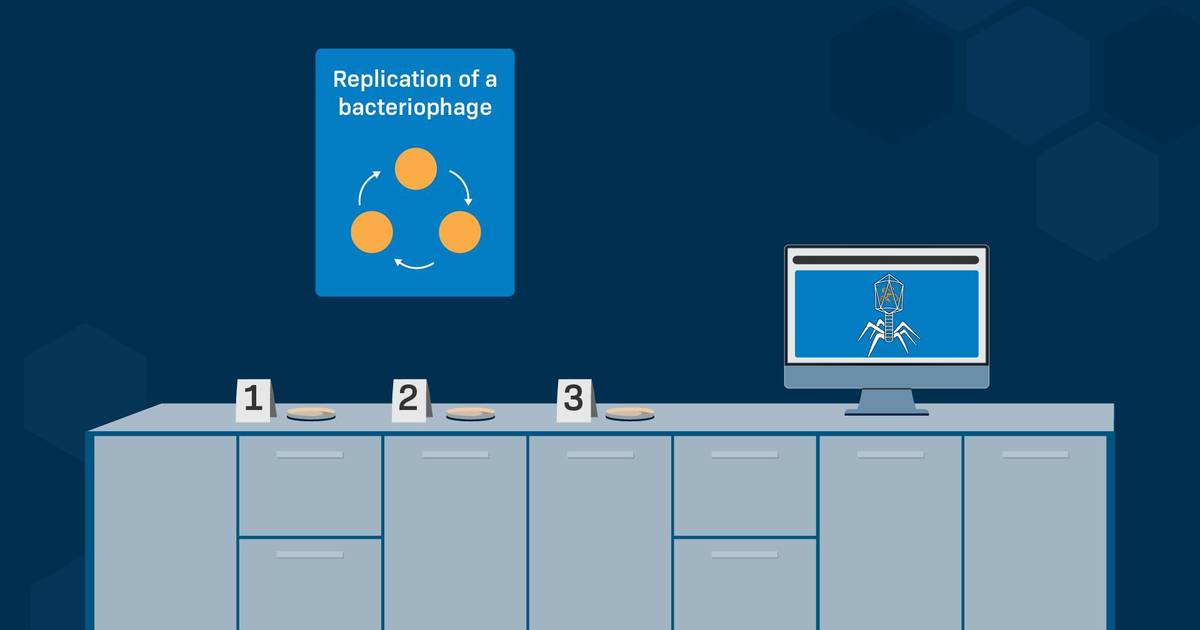 Investigating Gene Structure with Bacteriophages