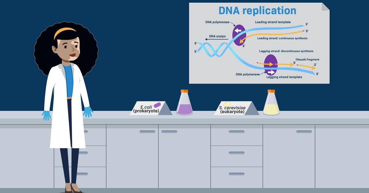 Composition of the Replisome
