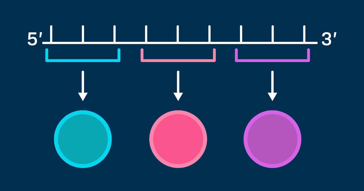 Using a Codon Chart