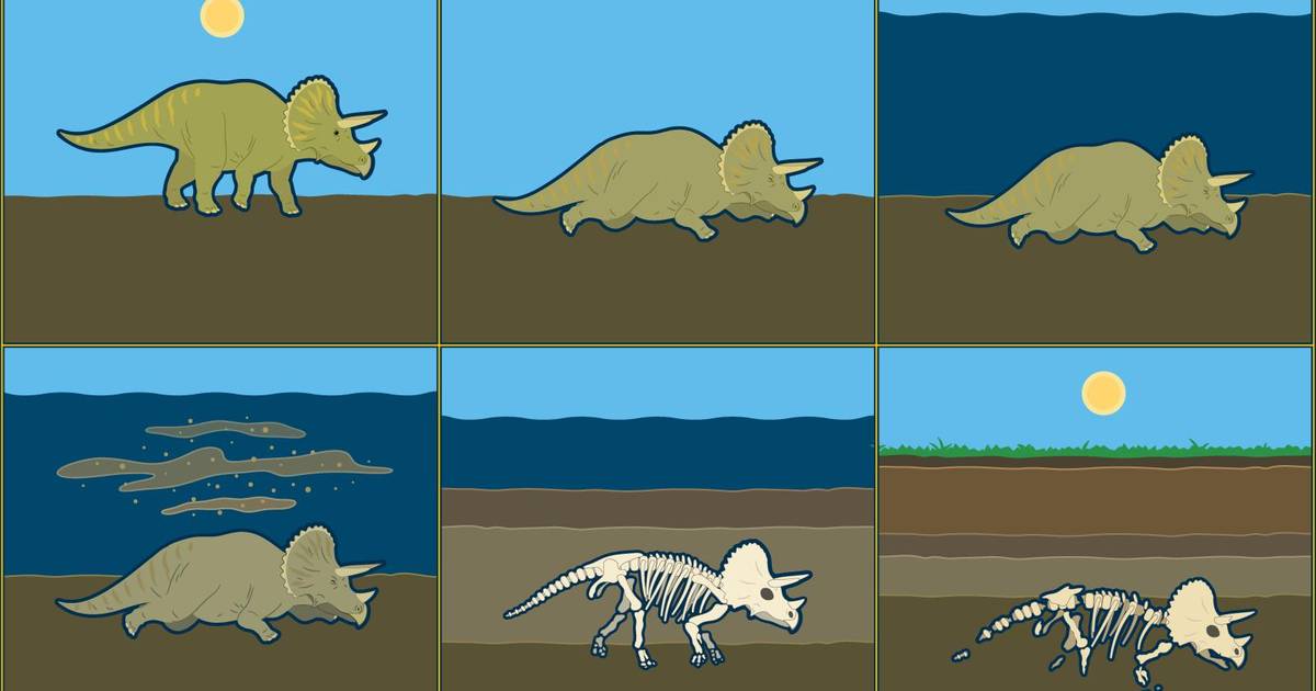 Evidence of Evolution