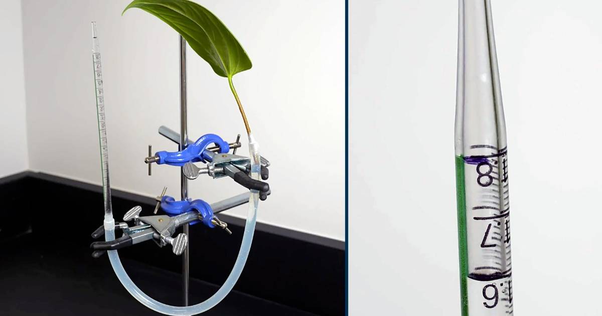 Measuring Transpiration Using a Potometer