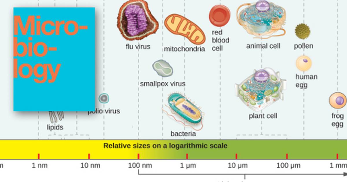 Types of Microorganisms