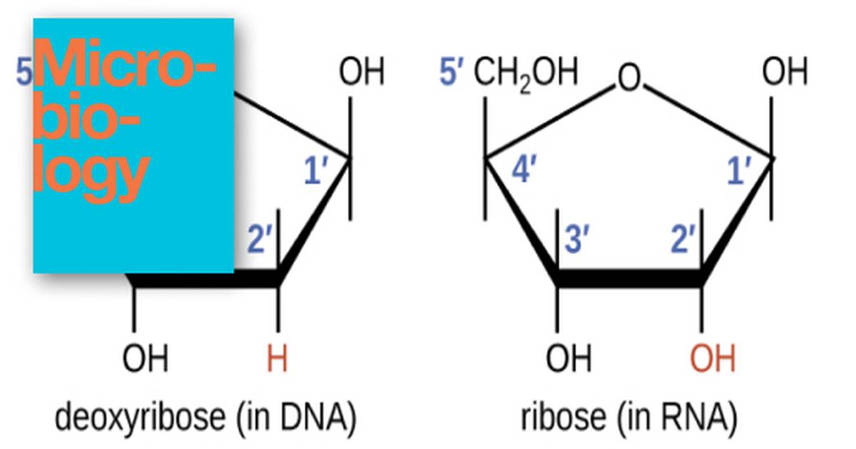 Structure and Function of RNA