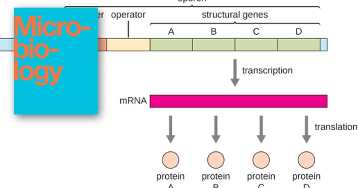 Gene Regulation: Operon Theory