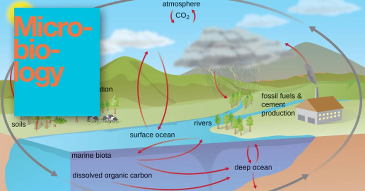 Biogeochemical Cycles