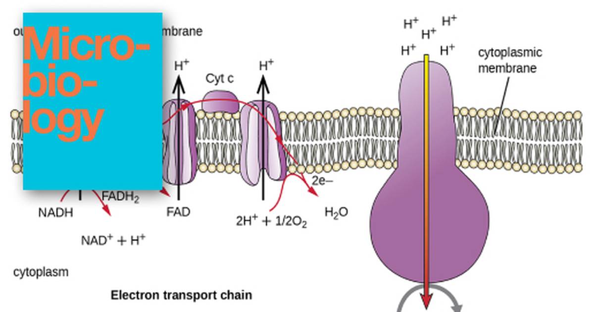 Cellular Respiration, the Electron Transport System, Chemiosmosis and Proton Motive Force
