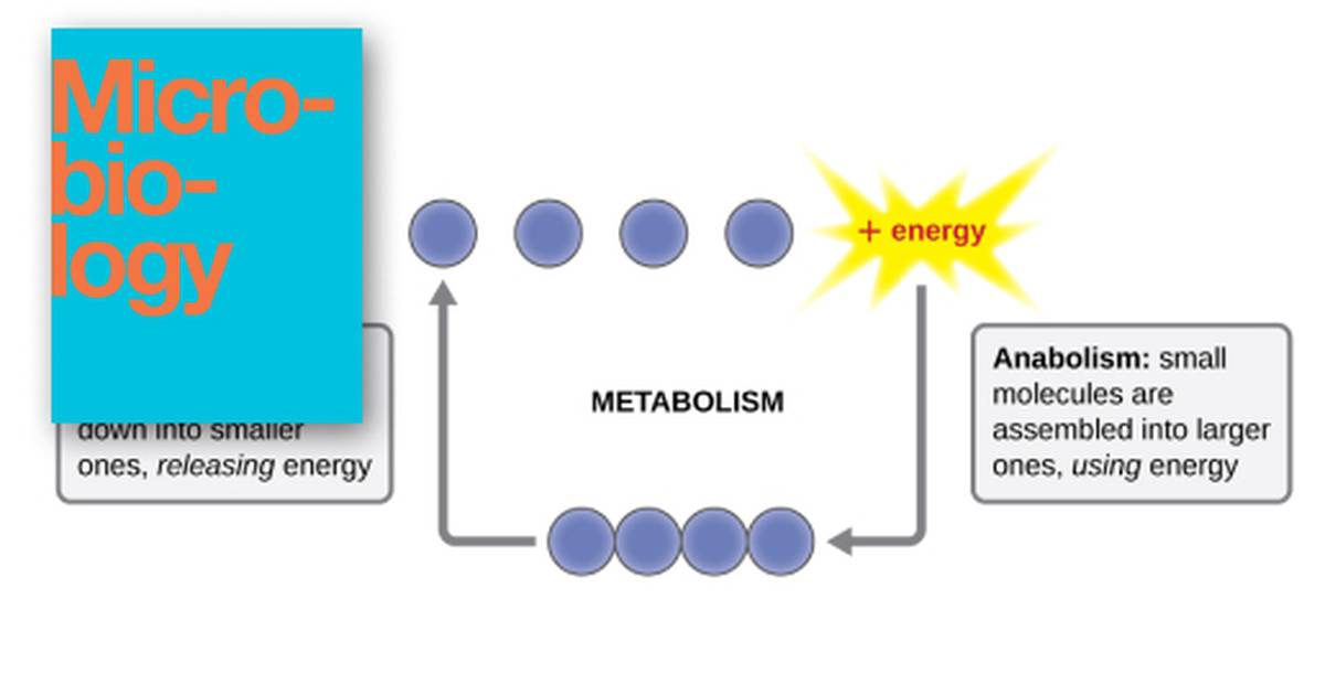 Energy, Matter, and Enzymes