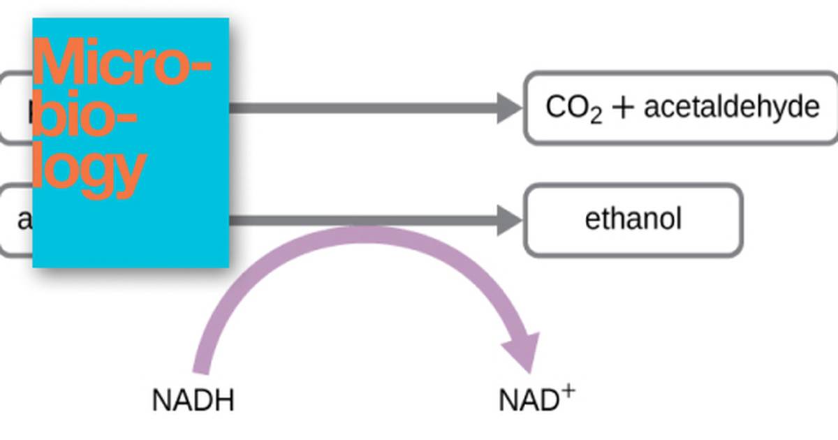 Fermentation, Fermentation Pathways, and Anaerobic Respiration