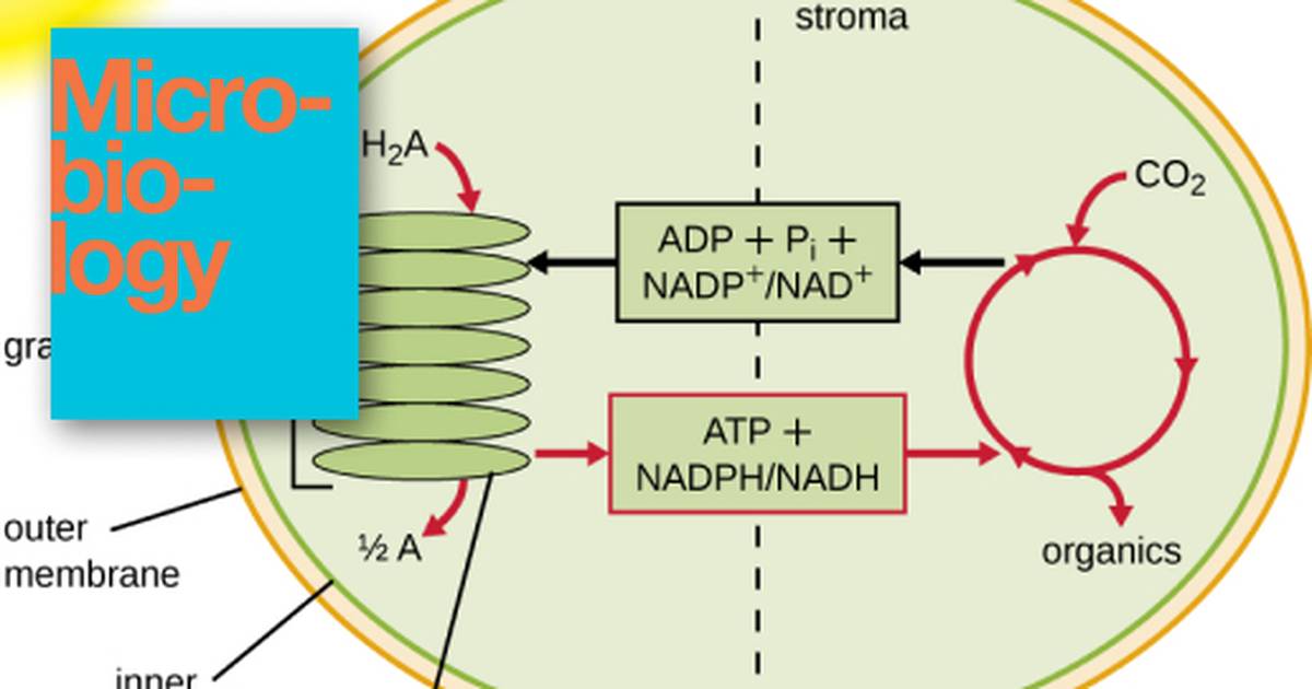 Photosynthesis, Photosynthetic Structures, and Light-Independent Reactions