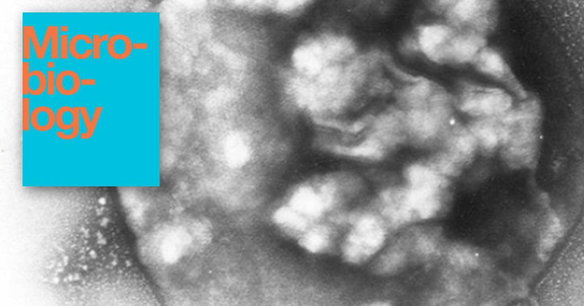 Archaea, Crenarchaeota, and Euryarchaeota