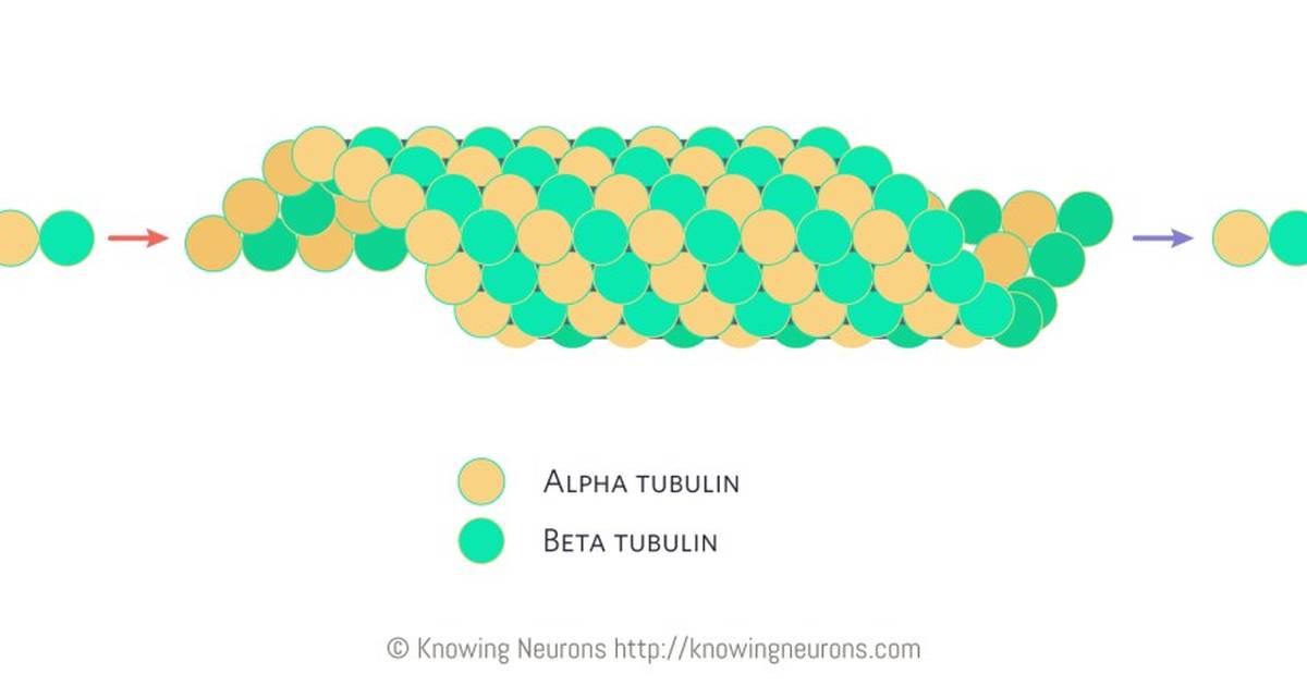 Gliders, Blinkers, and Pulsars: Complexity and the Game of Life